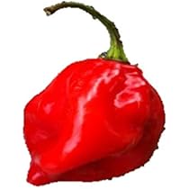 Amazon.co.jp: 植物種子 超劇辛!! オレンジハバネロ 種 6粒